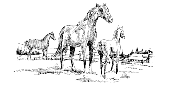 牧場との強い連携で人と馬の距離を近くに