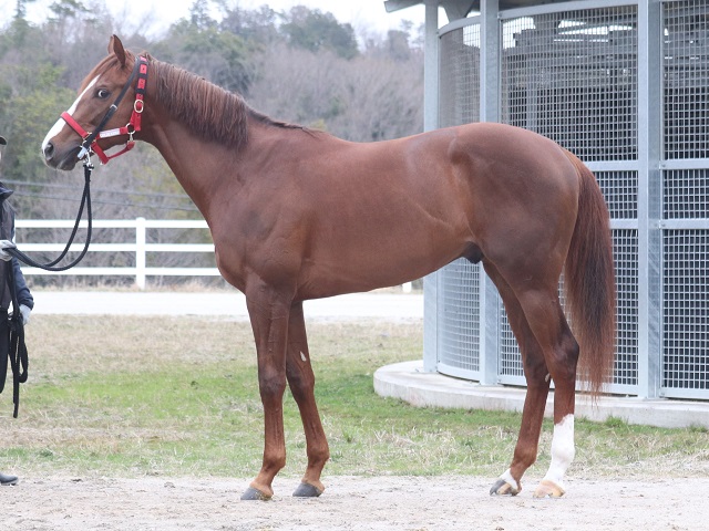 G1 Thoroughbred Club ジーワンサラブレッドクラブ