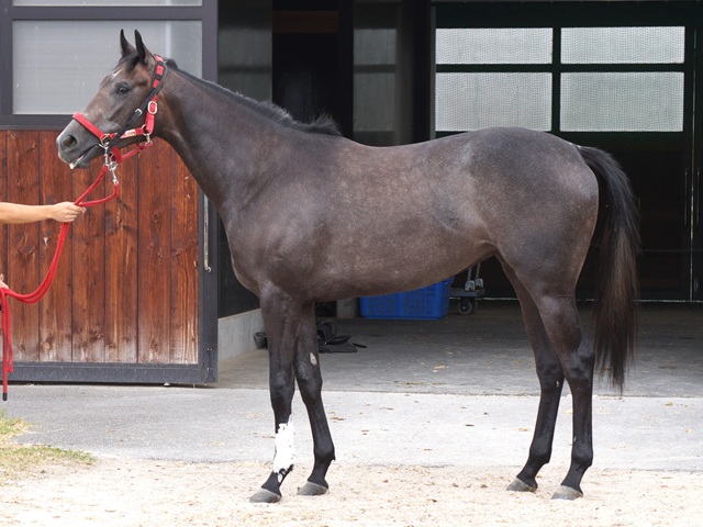 アニス様　クレイビューティー アニス様 クレイビューティー