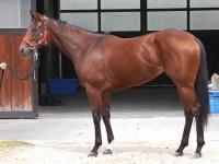 馬のくら 上場馬情報 - JRHA（一般社団法人 日本競走馬協会）