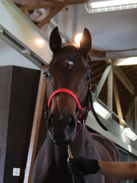 スパイス様 G1 Thoroughbred Club ジーワンサラブレッドクラブ