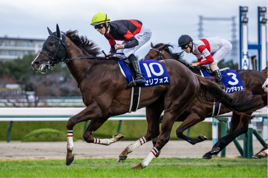 [2022/11/20]阪神・マイルチャンピオンシップ（G1）・セリフォス