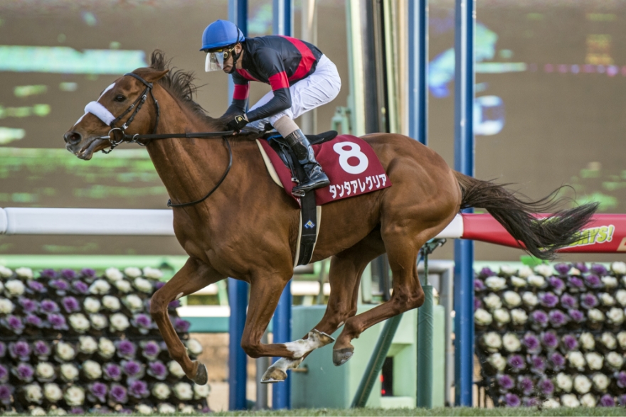 [2017/1/22]中山・アメリカジョッキークラブカップ（G2）・タンタアレグリア