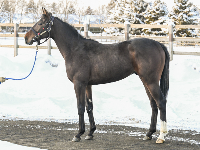 ウイングドウィールの24