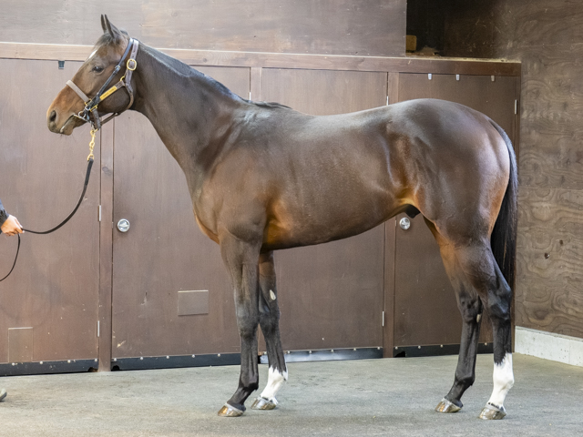 クレデンザの24