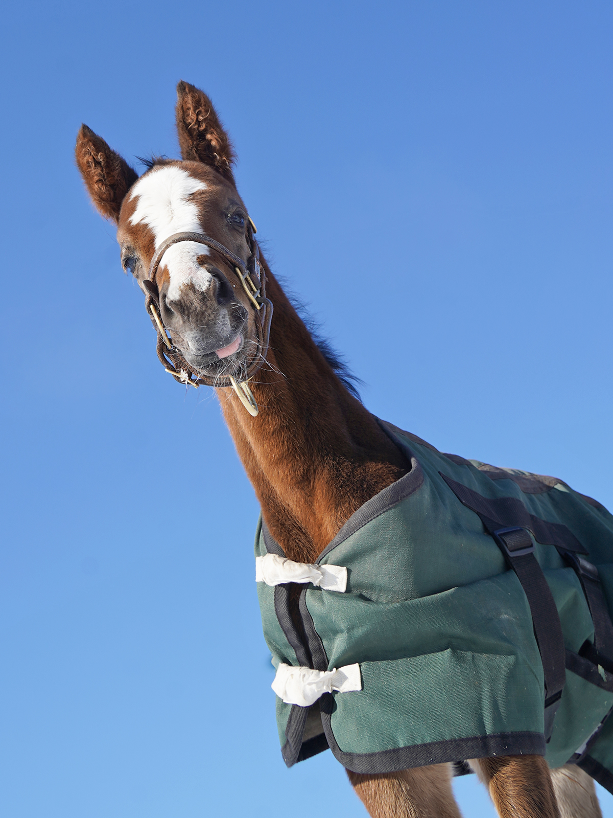 ひょっこりフレームインしてきた、生まれて8日目の仔😊