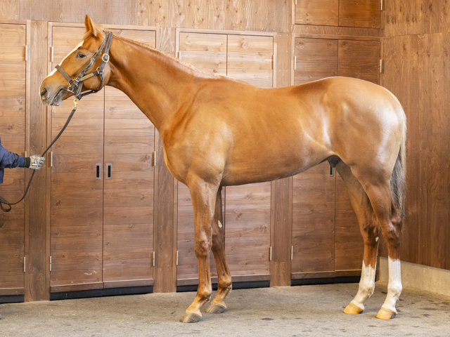 アドラータの24