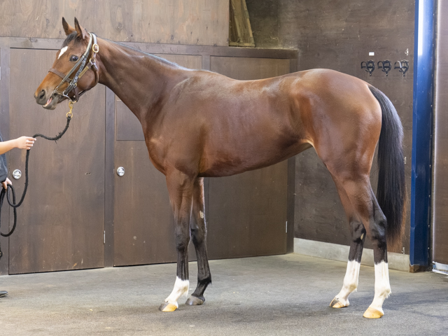 レディシャツィの24