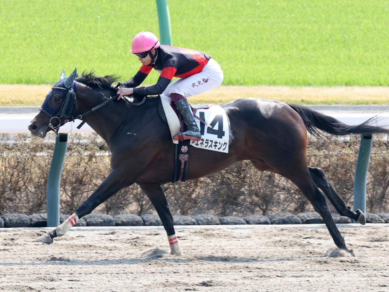 ジェネラスキングが３馬身差突き抜け、勝ち上がりを決める！