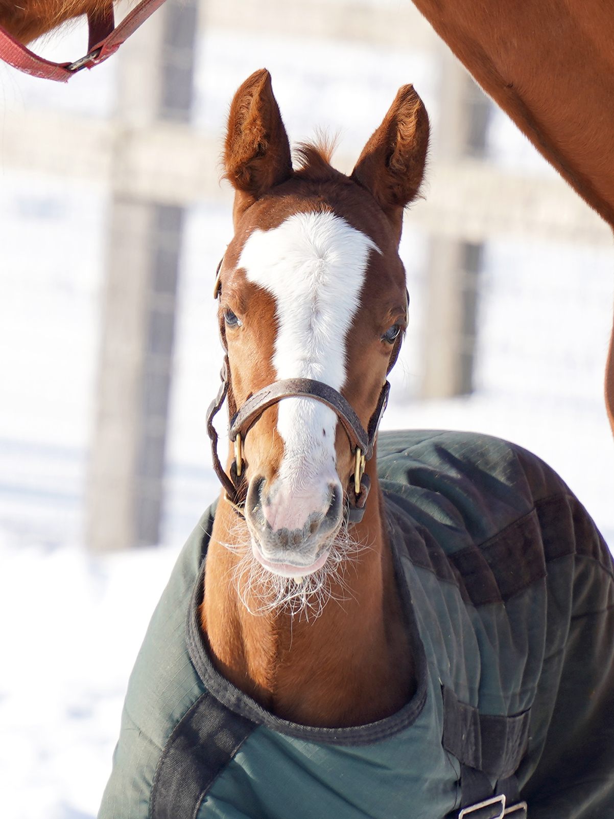 ひょっこりフレームインしてきた、生まれて8日目の仔😊
