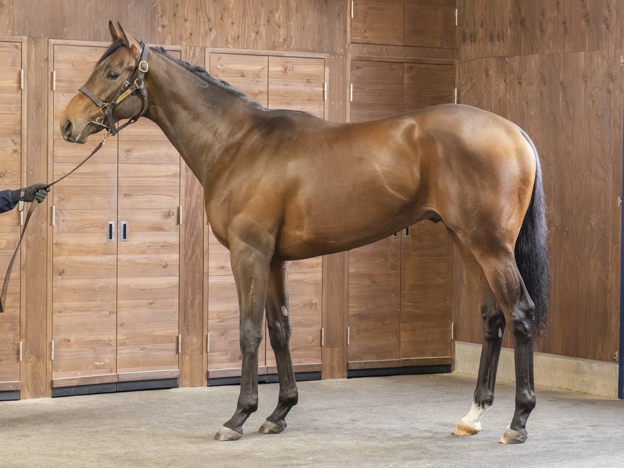 No.46 タイムハンドラーの24は入厩間近！出資申込みは３月18日(水)まで！ご検討はお早めに！