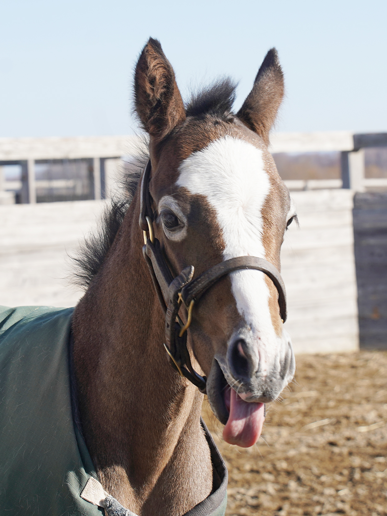パンダさんみたいな仔