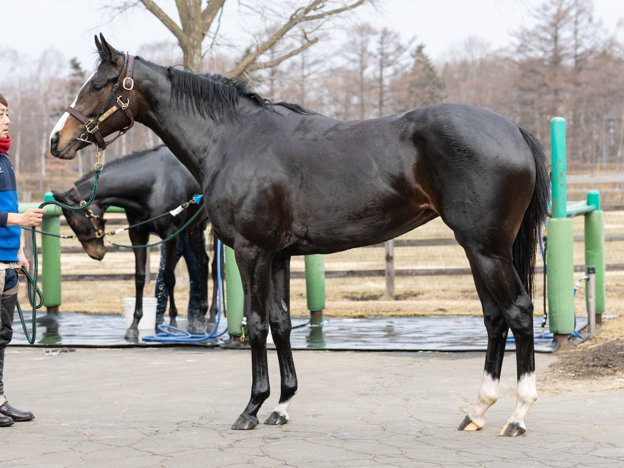 No.28 クールデザインの24は入厩間近！出資申込みは入厩日の前日まで！ご検討はお早めに！