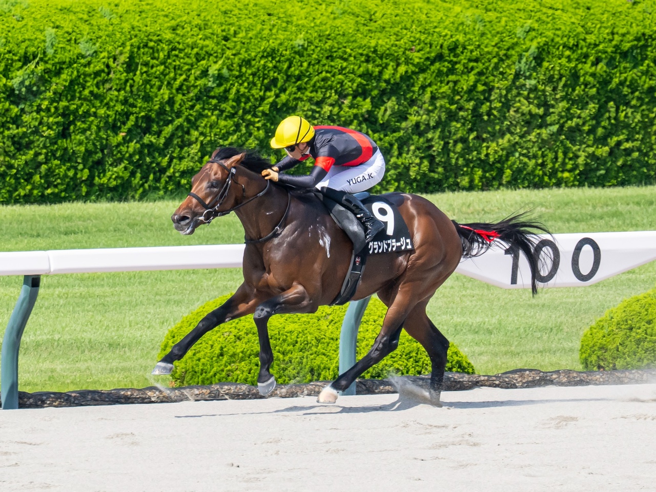 グランドプラージュが３馬身差をつける圧勝劇でオープン勝ち！