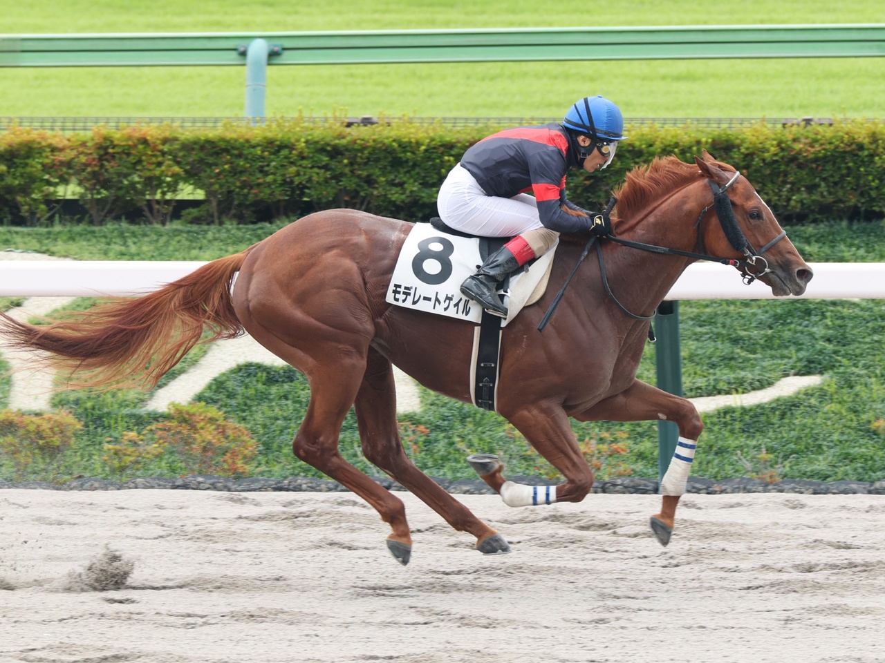 モデレートゲイルが２着に５馬身差をつけての初勝利！