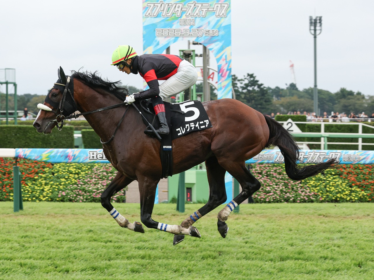 コレクテイニアが２着に７馬身もの差をつけ快勝！