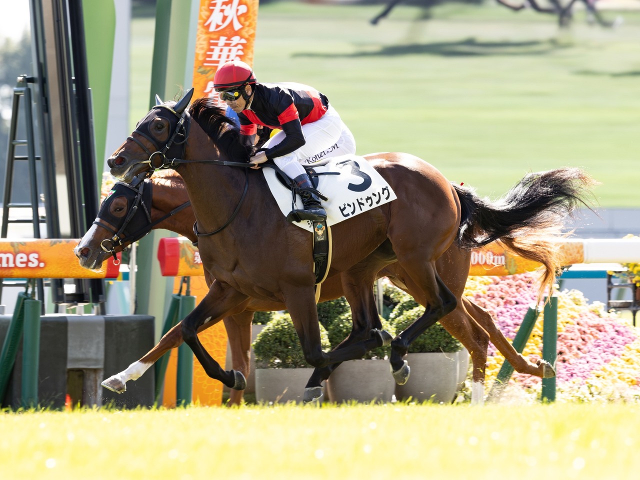 ビンドゥングが１番人気の支持に応えて新馬戦を快勝！