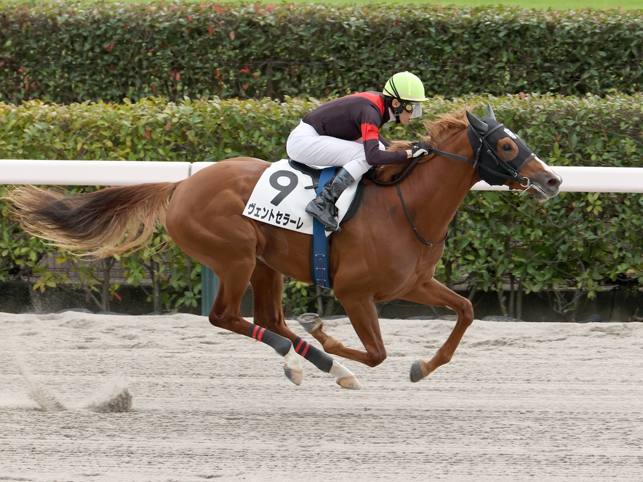 ヴェントセラーレが４馬身差の圧勝で初陣を飾る！